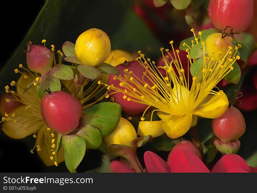 Flowers and berries