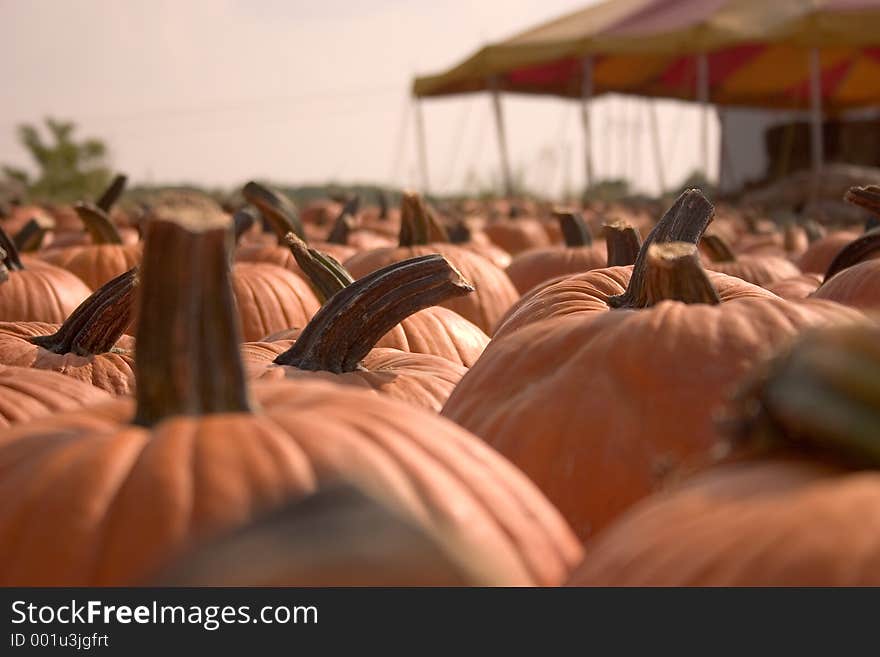 A bunch of pumpkins for sale to be used as fall decorations. A bunch of pumpkins for sale to be used as fall decorations