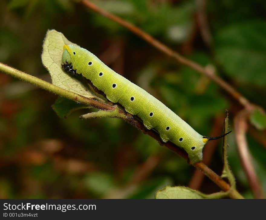 Caterpillar on Leaf. Caterpillar on Leaf