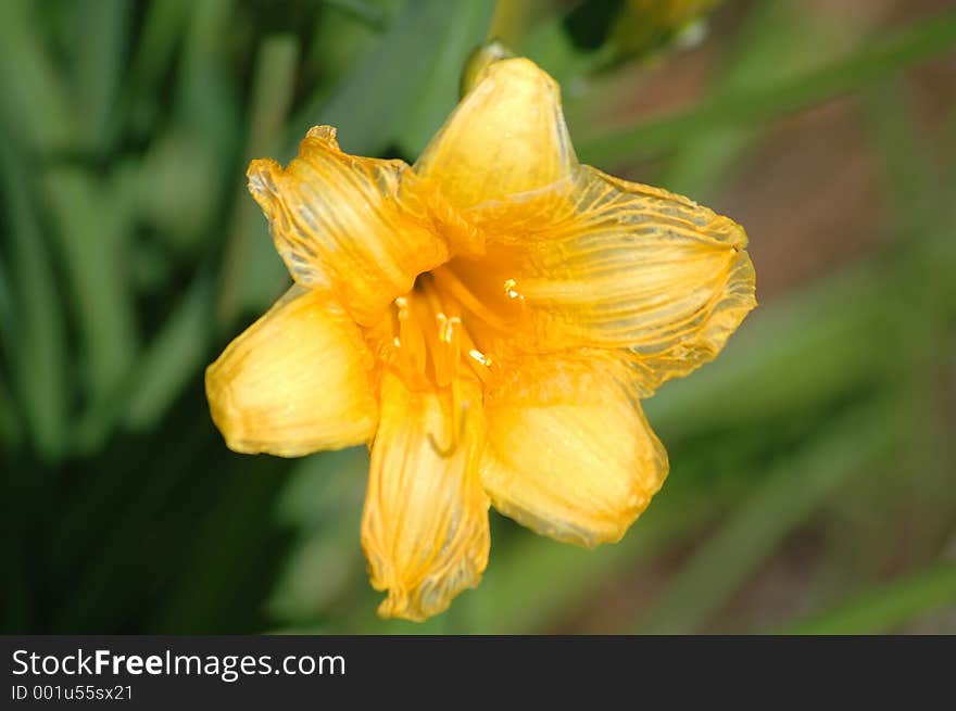 Yellow flower close-up. Yellow flower close-up