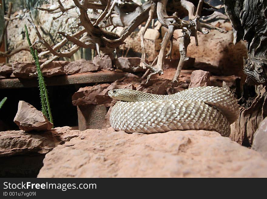 Snake in captivity