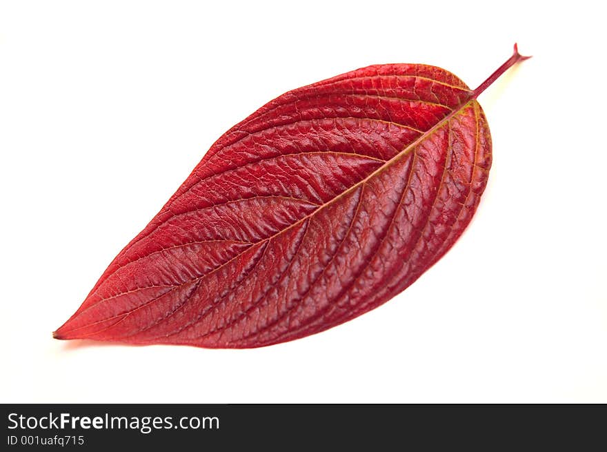 Leaf_2