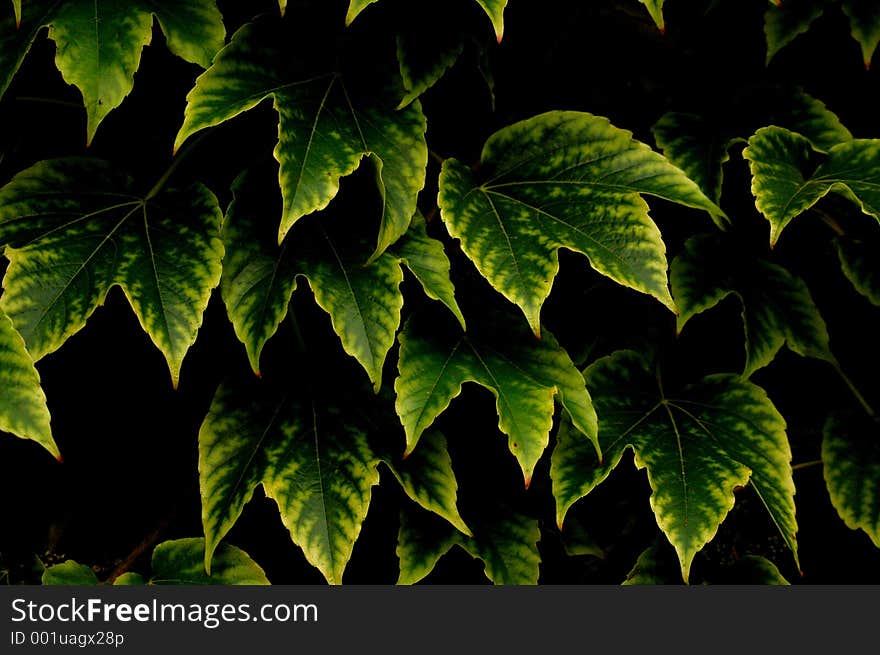 Leaf_1