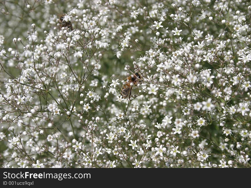 Bee flying over small flowers