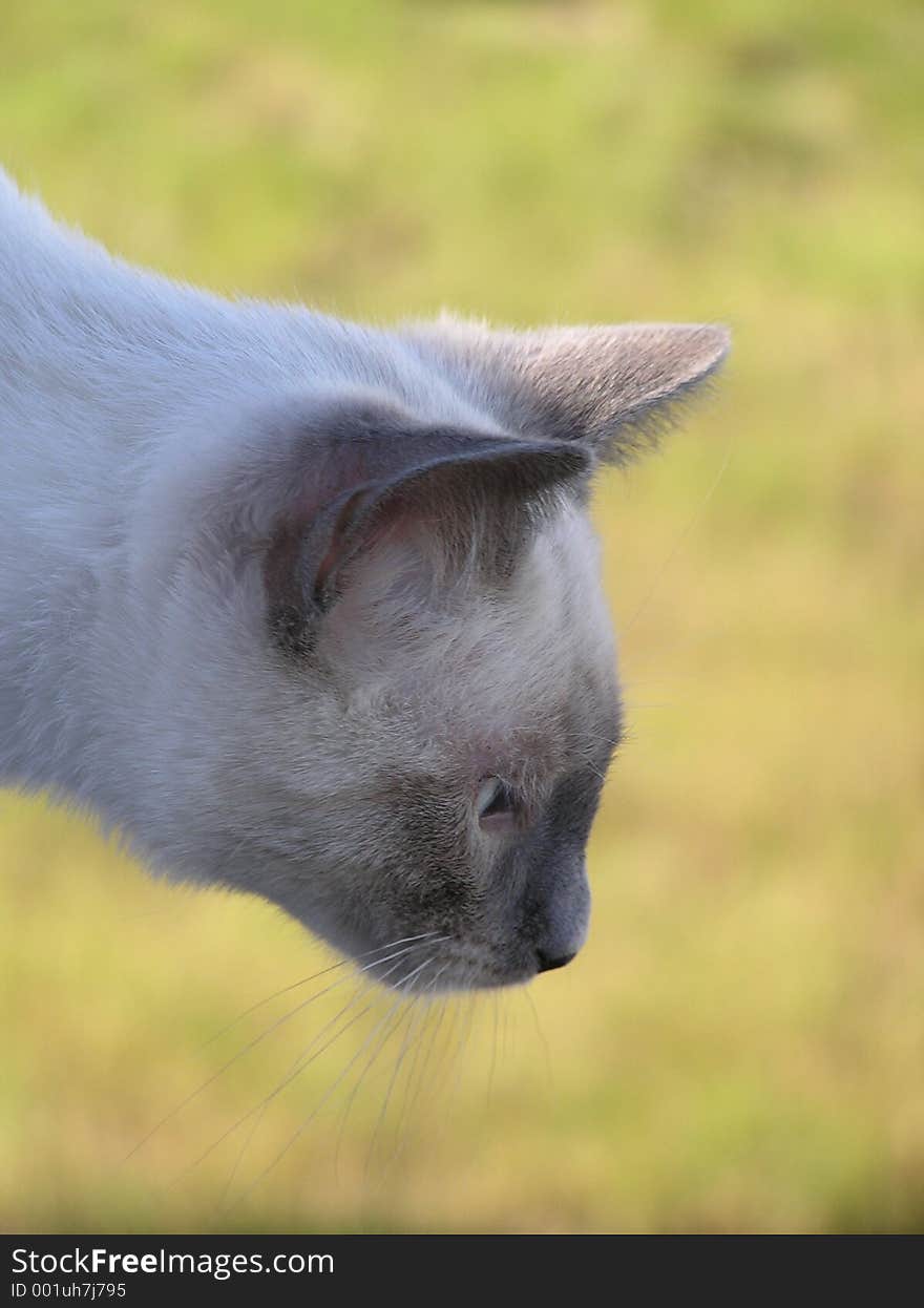 A portrait of a siamese kitten in heavy concentration.