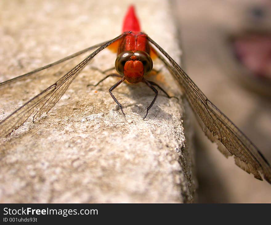 A close up on a red dragonfly