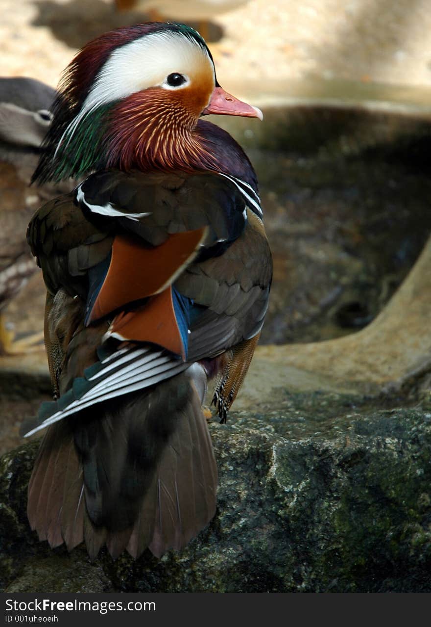 Mandarin Duck