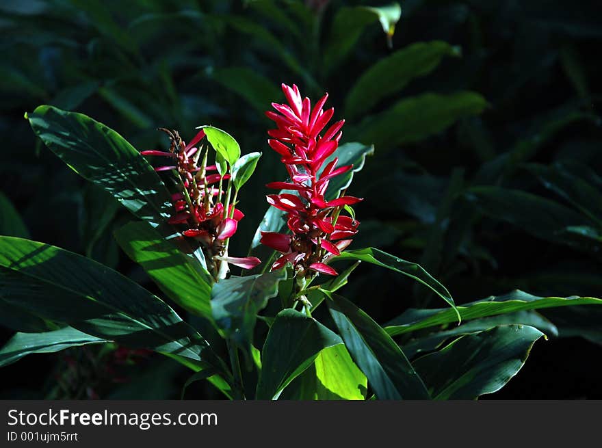 Red flower