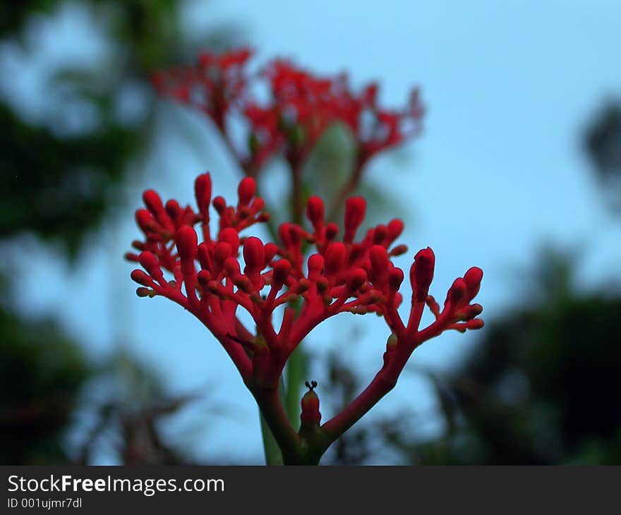 Red flower