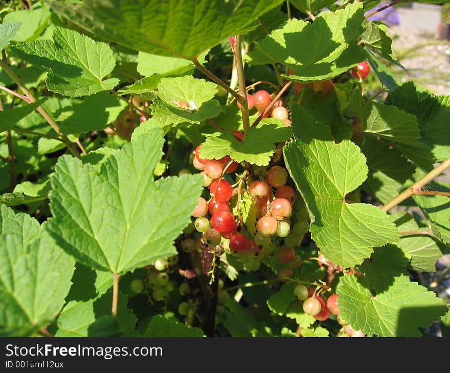 Dutch_Fruit