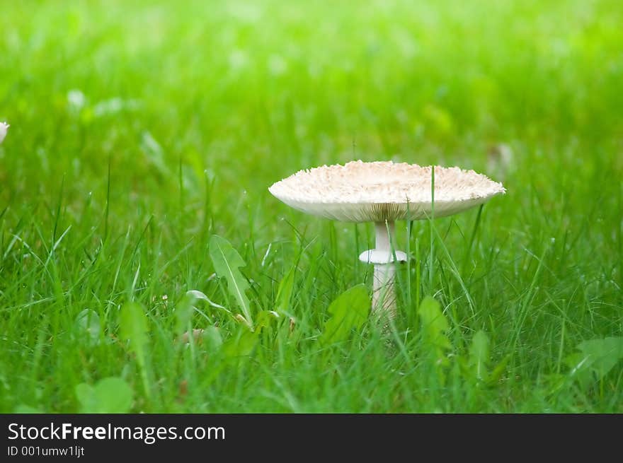 Single Mushroom