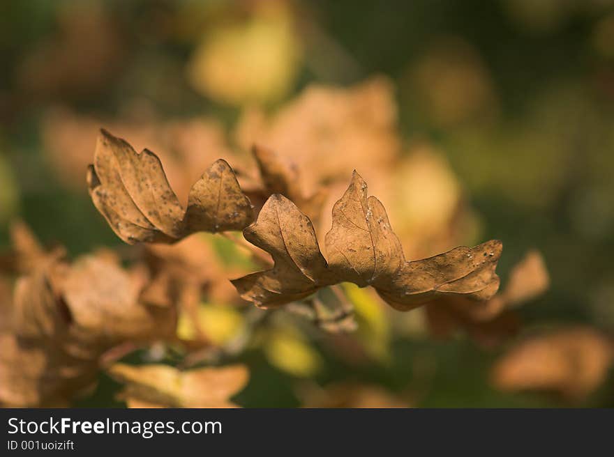 Shot a 2 golden brown leaves falling to earth