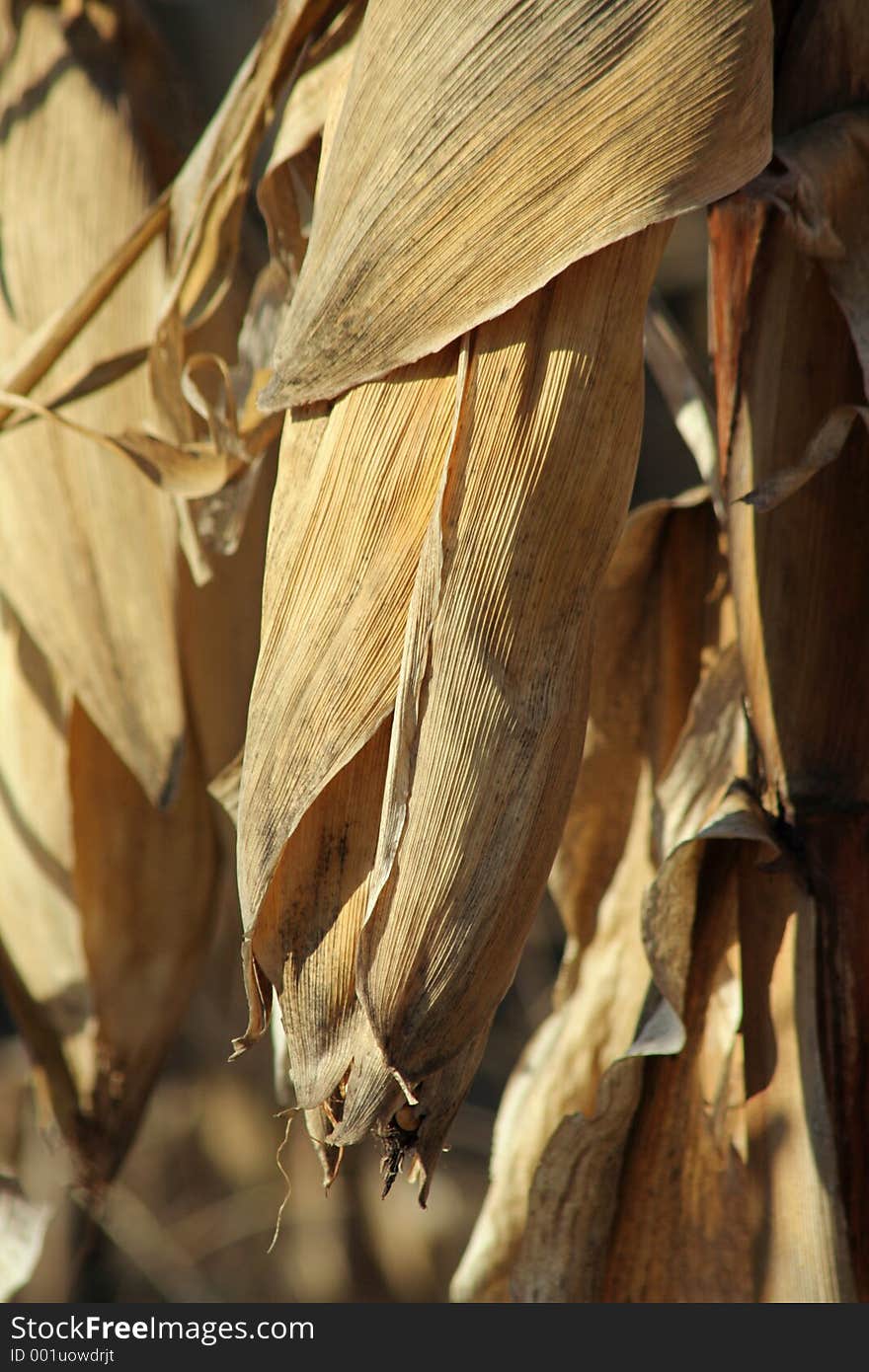 Husk-enclosed ear of corn, ready for harvest. Husk-enclosed ear of corn, ready for harvest