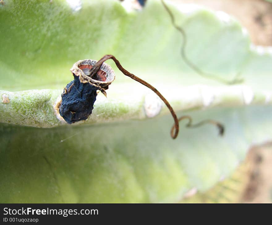 Cactus dangly