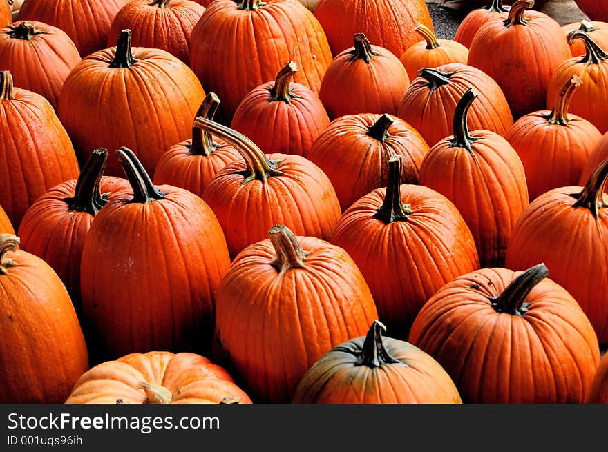 Lots of pumpkins