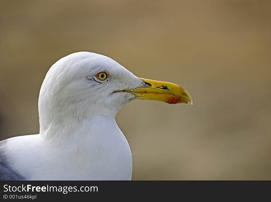 Seagull