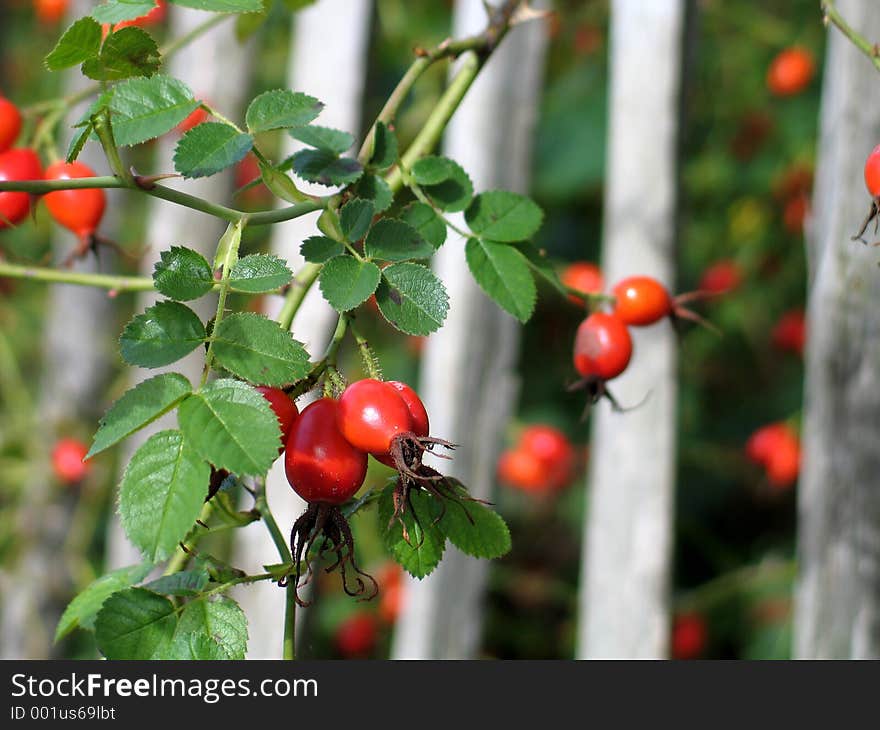 Red berries