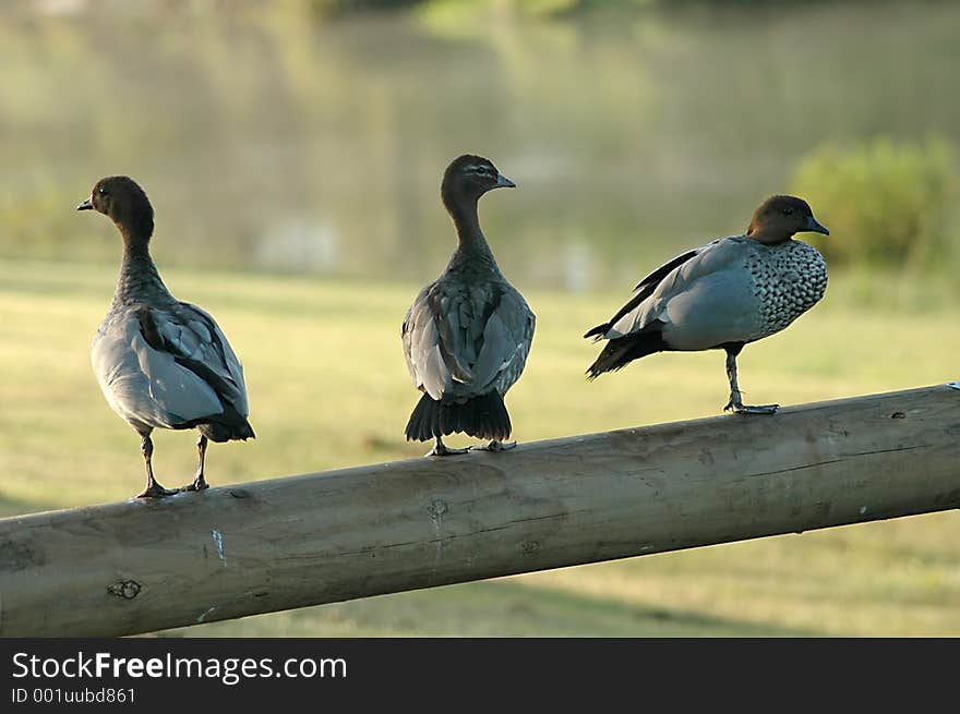 3 Ducks On A Fence