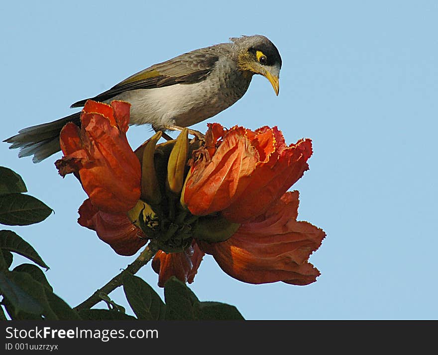 Noisy Miner bird on an African Tulip Blossom. Noisy Miner bird on an African Tulip Blossom.