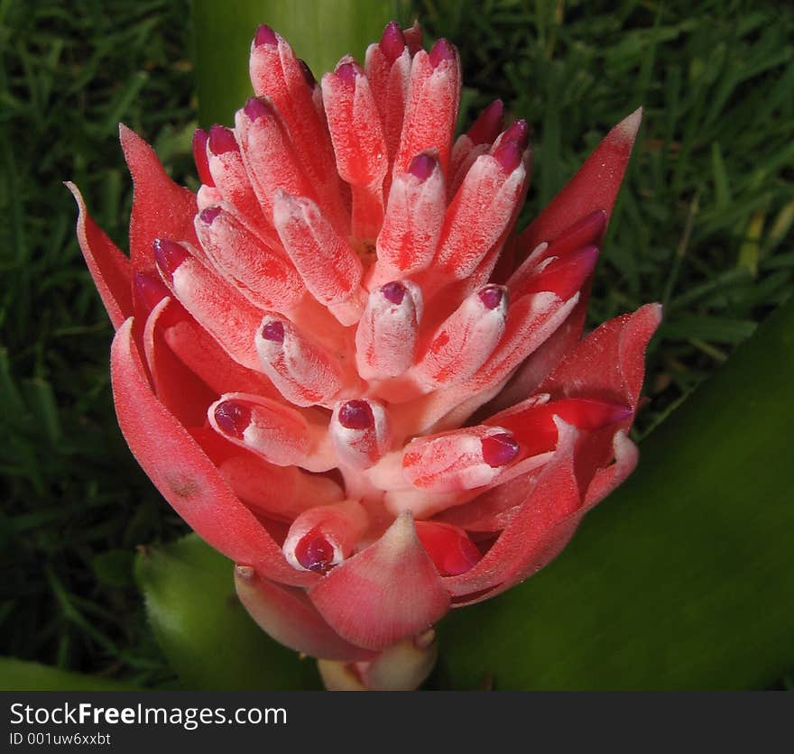 Flower-Bromiliad-red