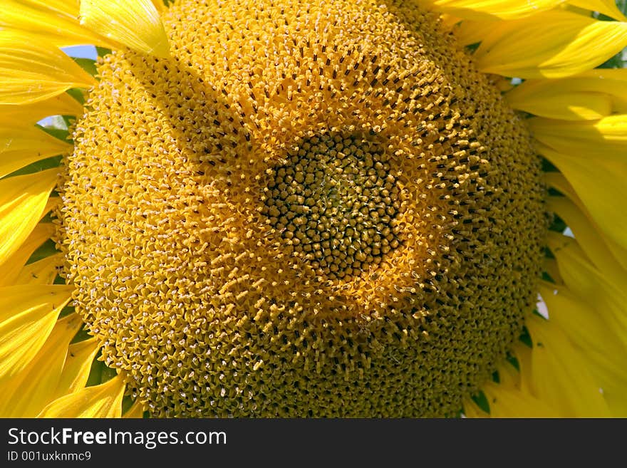 The sunflower