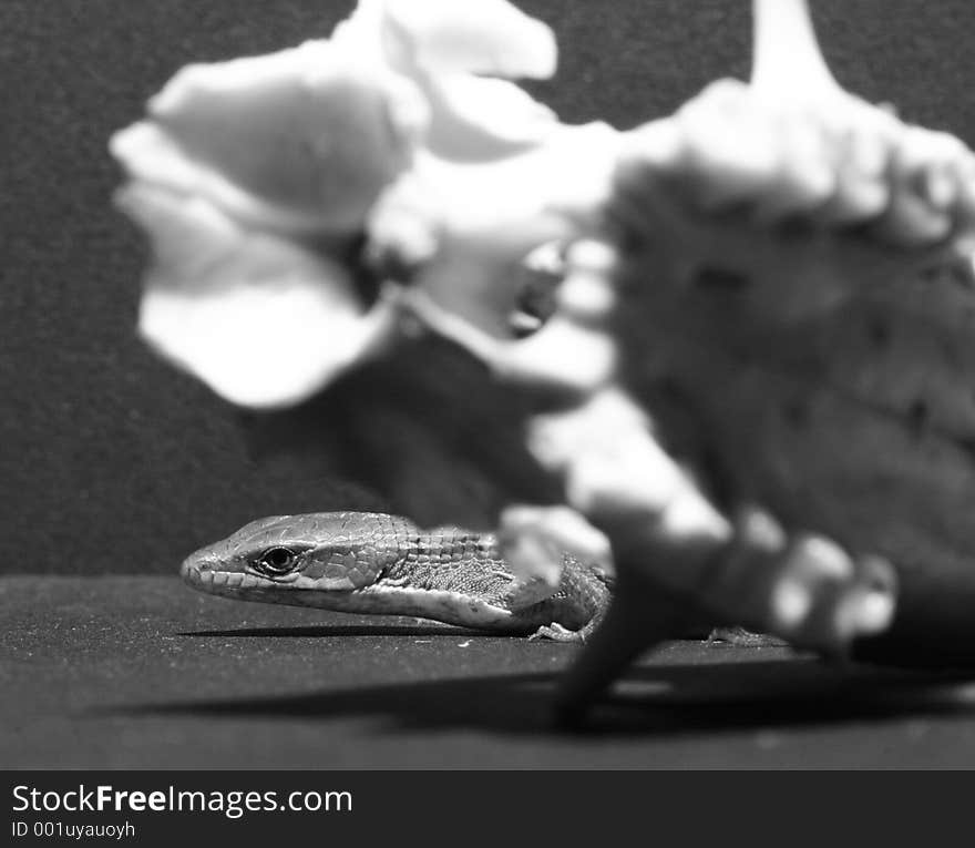 Close-up Of A Marmot Skull And Alligator Lizard