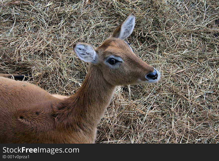 Young waterbuck 2