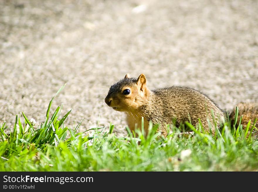 Baby Squirrel Close Up