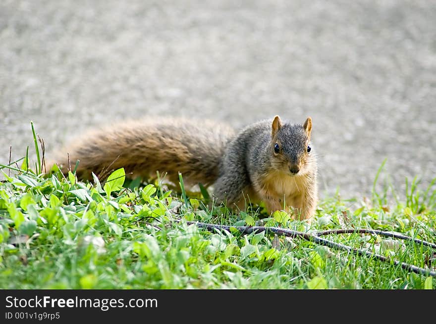 Baby Squirrel Looking in the Camera