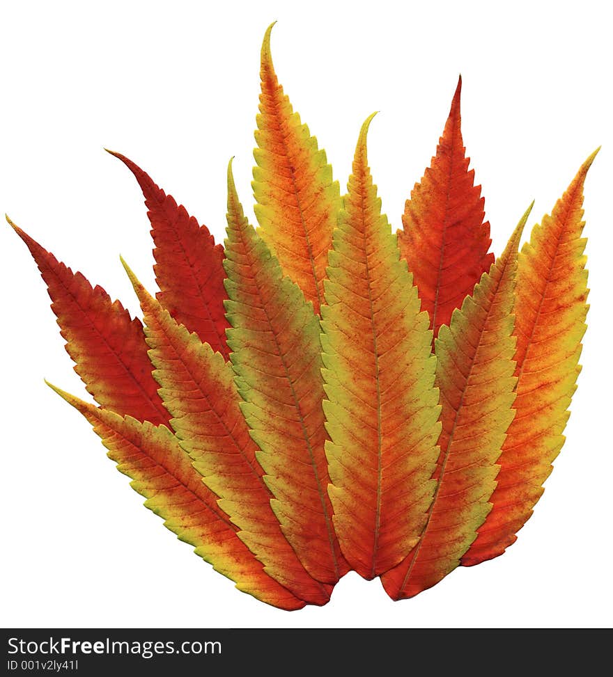 Fall Flaming Foliage