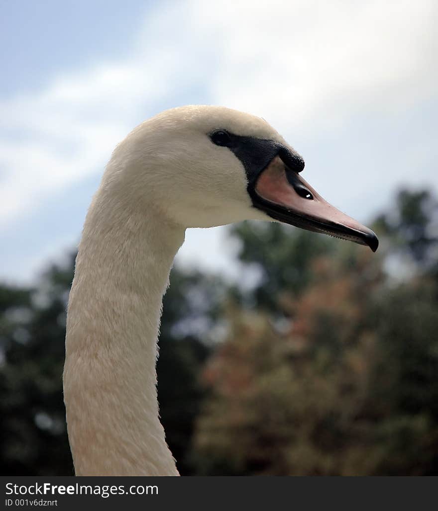 A curious swan looking at the viewer. A curious swan looking at the viewer