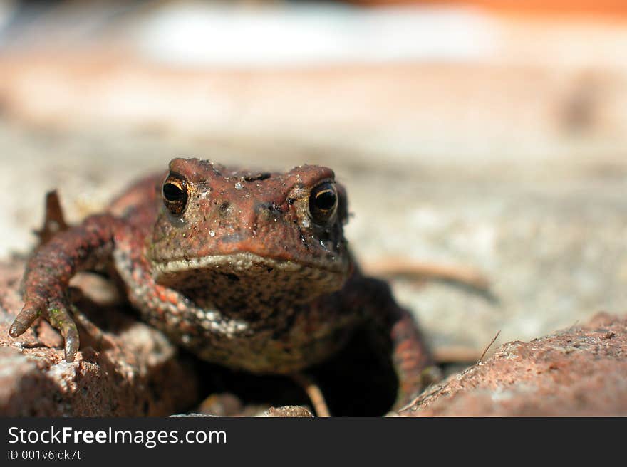 Toad