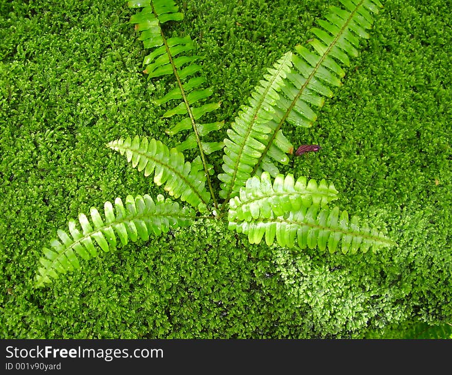 Fern in carpet of moss. Fern in carpet of moss