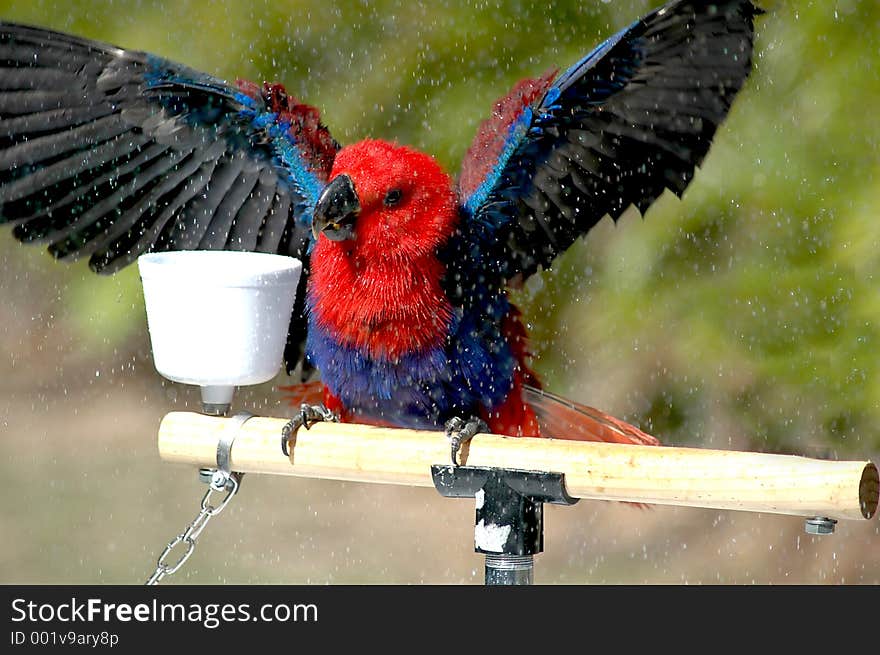 Eclectus Parrot