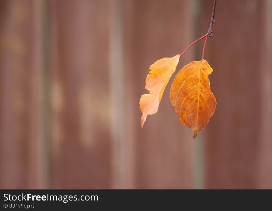 Leaf and background