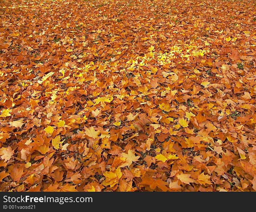 Bed of dead maple leaves