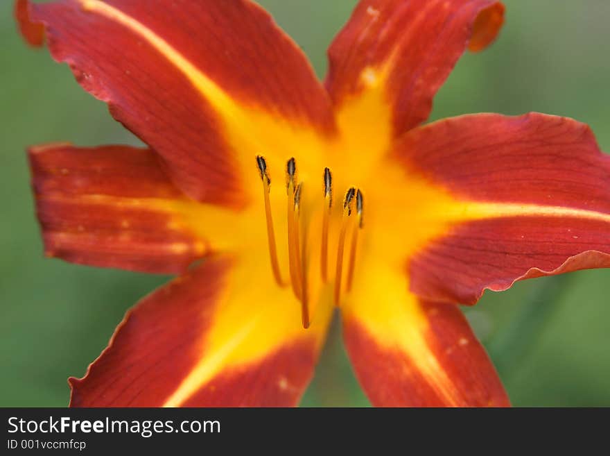 Red and yellow flower close-up