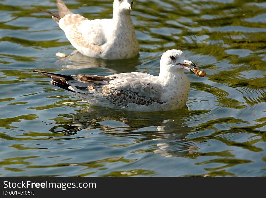 Seagull With Peanut