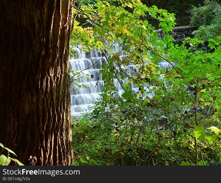 Falls behind tree. Falls behind tree