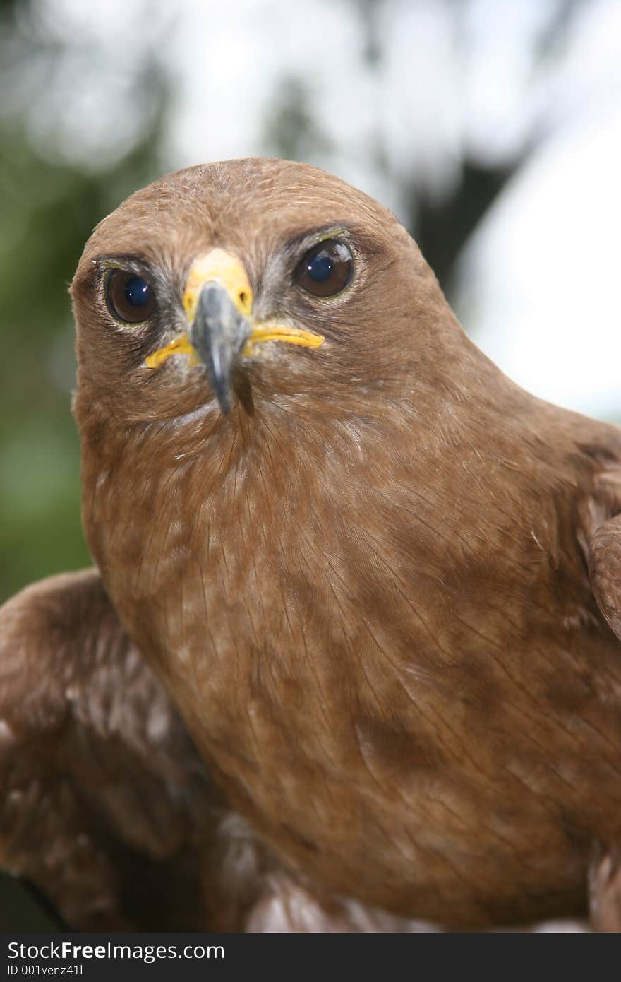 Eagle looking at the camera. Eagle looking at the camera