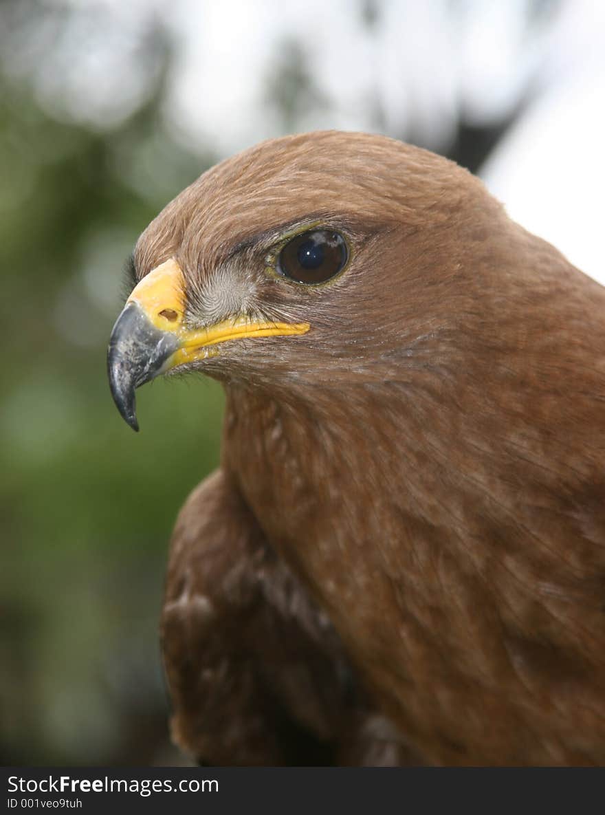 Eagle looking at the camera. Eagle looking at the camera