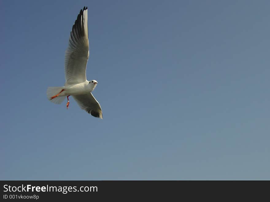 Seagull in the sky