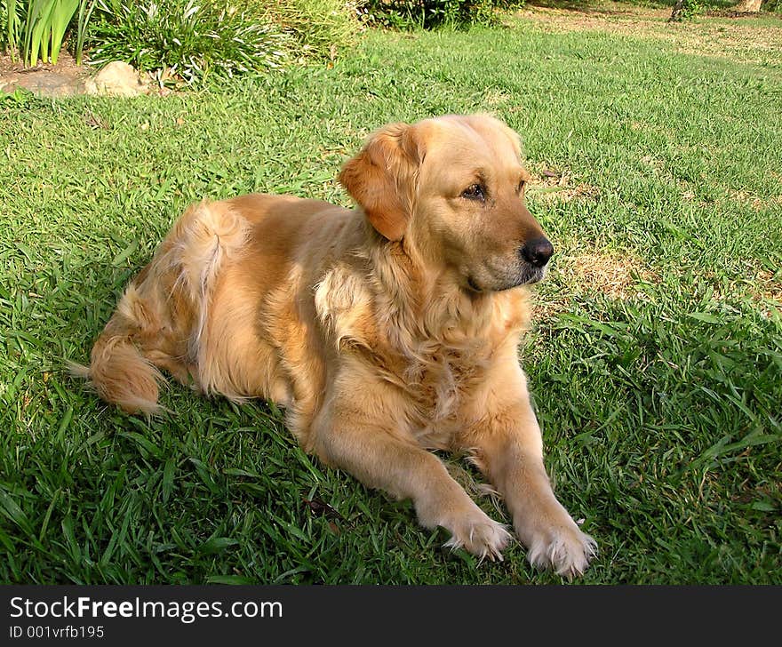 Hopi, our golden retriever.