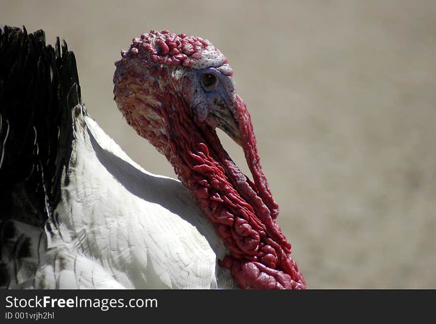 Turkey Portrait