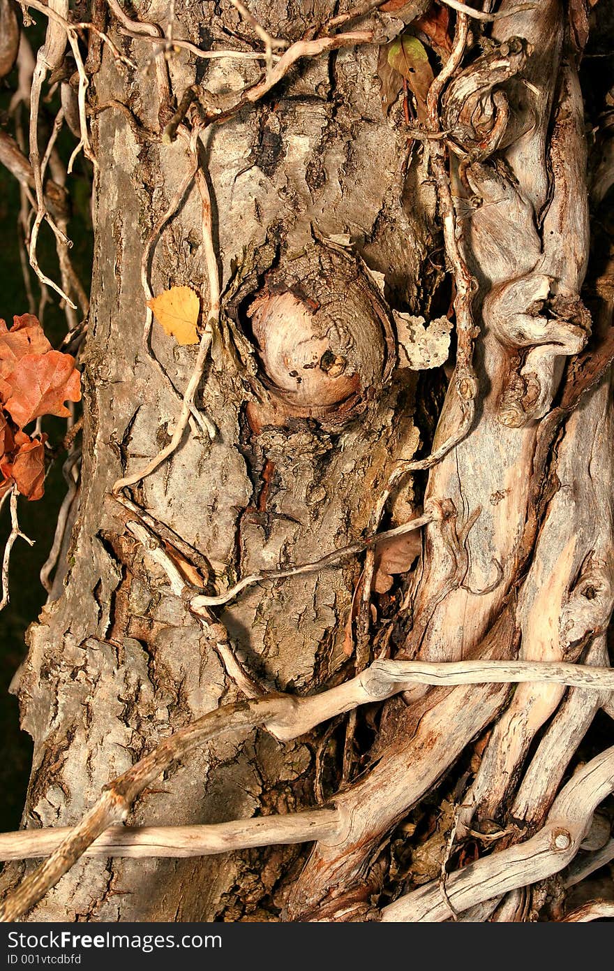 Old dead oak tree trunk, wrapped with dead twisted ivy. Old dead oak tree trunk, wrapped with dead twisted ivy.