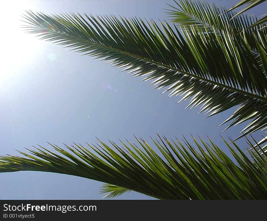 La palmera corta se siembra en jardines su tamaño es pequeña ideal para pequeños espacios, pero muy decorativa. La palmera corta se siembra en jardines su tamaño es pequeña ideal para pequeños espacios, pero muy decorativa