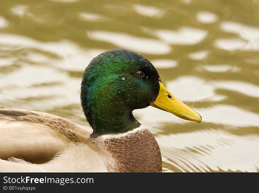 Mallard Head