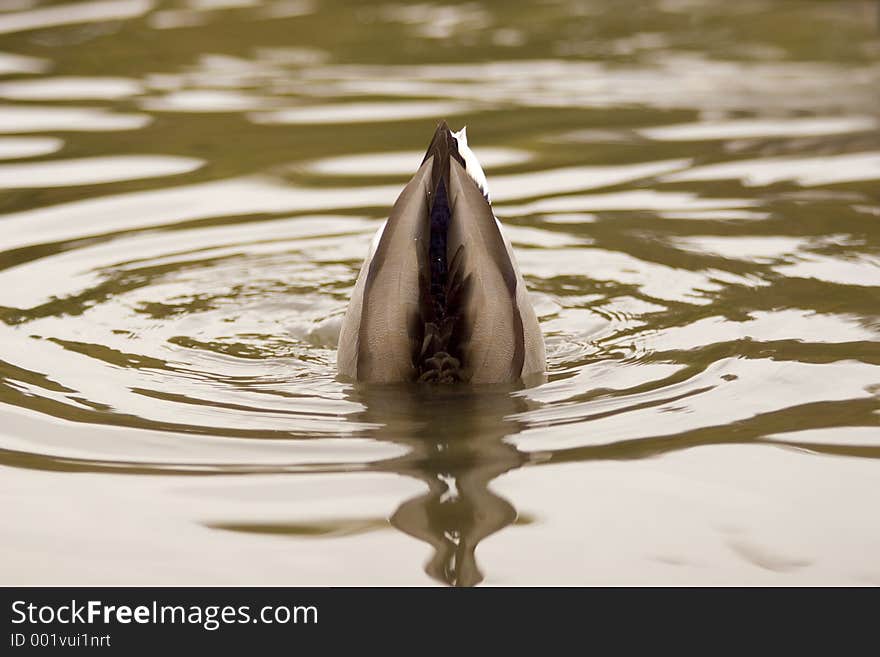 Diving Duck