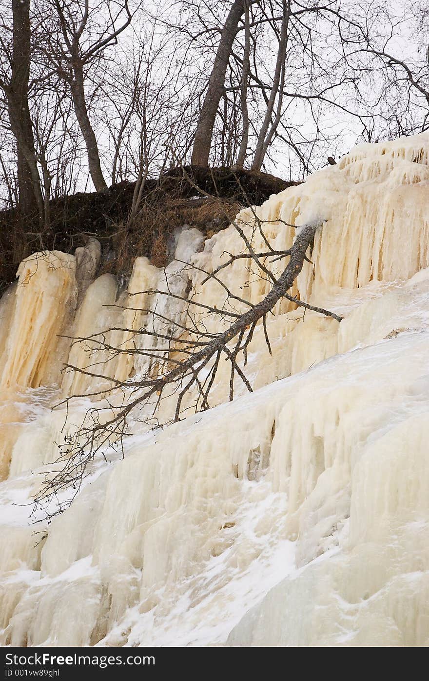 Tree frozen in the icefall