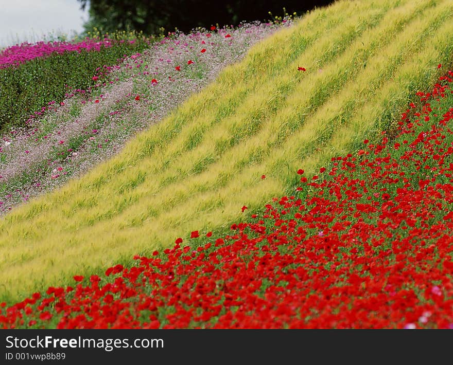 Wild Flowers Image